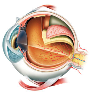 Optimal eye vision health